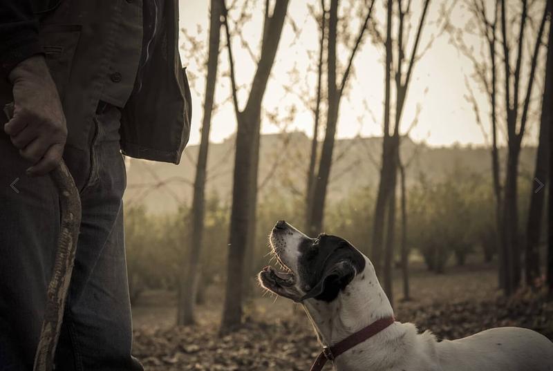 Truffle Hunting in Alba